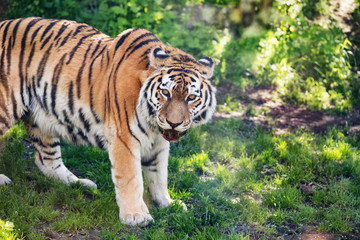 Fototapeta na wymiar Portrait of a Siberian tiger