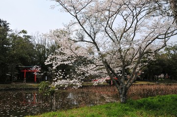 宇佐神宮の桜