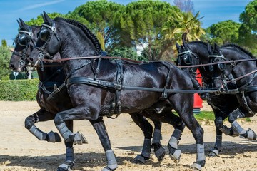 Attelage, dressage, maniabilité.