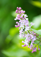  flowers in spring