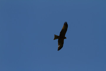 Eagle against sky