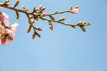 Almond flower trees at spring