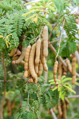 Tamarind on tree