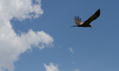 Eagle against sky
