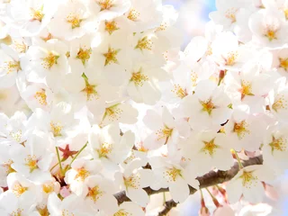 Photo sur Plexiglas Fleur de cerisier 桜の花