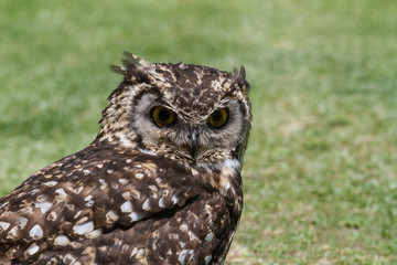 Owl, Drakensberg South Africa