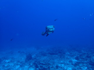 インド洋を泳ぐフグの正面