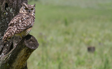 Owl, Drakensberg South Africa