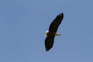Fish Eagle in flight - Drakensberg South Africa