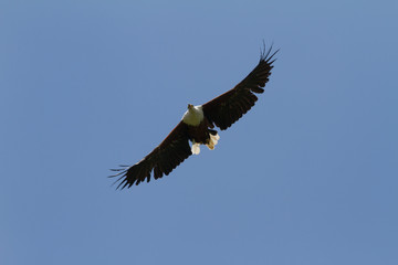 Fish Eagle in flight - Drakensberg South Africa