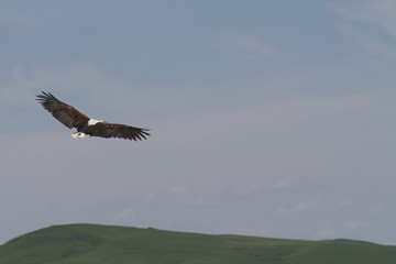 Fototapeta na wymiar Fish Eagle in flight - Drakensberg South Africa