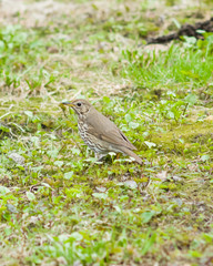 Song Thrush, Turdus philomelos, standing on ground side view close-up portrait, selective focus, shallow DOF