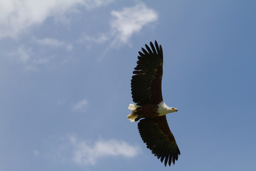 Fish Eagle in flight - Drakensberg South Africa