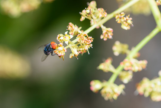 insect fly macro