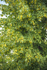 Linden tree flowers