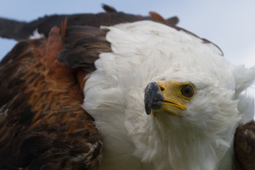 Eagle stare