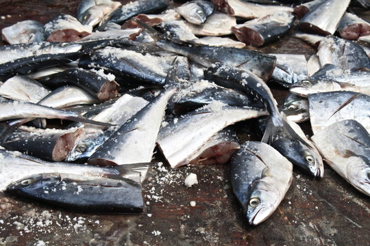 Salted fresh chopped queenfish on the ground after fishing