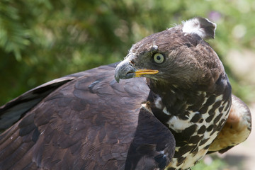birds of prey