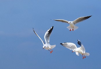 Obraz premium Drei Fliegende Möwen am blauen Himmel