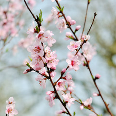 Fototapeta na wymiar Spring peach blossom in garden