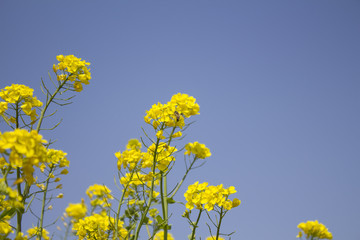 Yellow flowers and sky