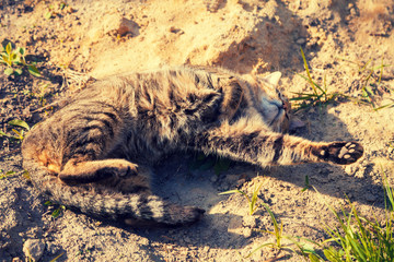 Happy cat lying on sand on dirt road. Cat enjoying summer and warm weather