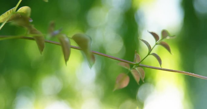 Close-up of twig in park