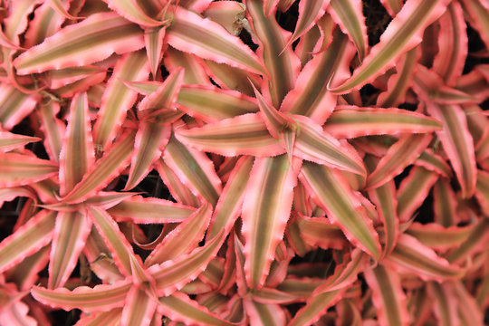 Pink Bromeliad plant as background.