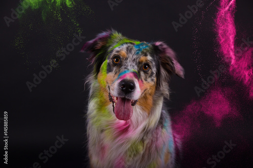 "australian shepherd im studio mit holi pulver" Stockfotos und