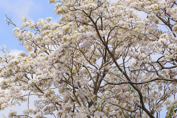 Pink trumpet tree