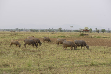 buffalo
