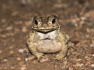 toad