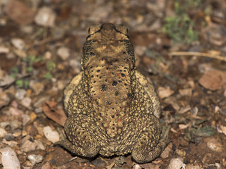 toad