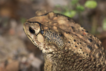 toad