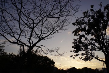 夕暮れ シルエット 飛行機雲 木 公園
