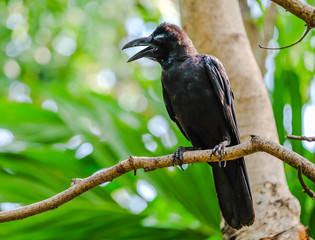 Crow on branch looking for something to eat 
