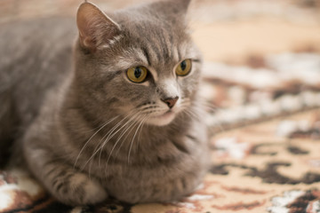 Fototapeta na wymiar Scottish strite cat 