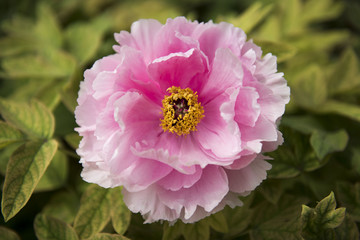 peony