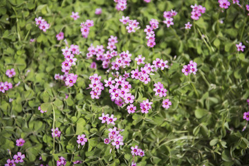 Obraz na płótnie Canvas Grass flower