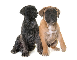 Obraz premium puppy bull mastiff