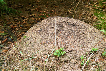 Closeup of large anthill in the forest.