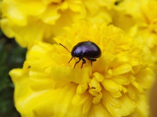 Purple beetle (Chrysolina sturmi)
