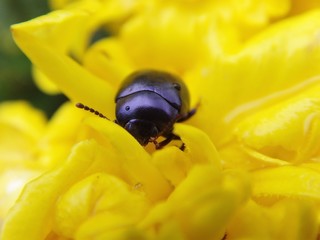 Purple beetle (Chrysolina sturmi)