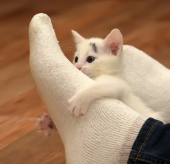 Little kitten attacked the human leg.