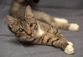 Tabby cat with cataracts in the eye on a gray background.