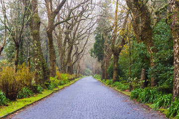 Scenic road on island Sao Miguel, the Azores, Portugal
