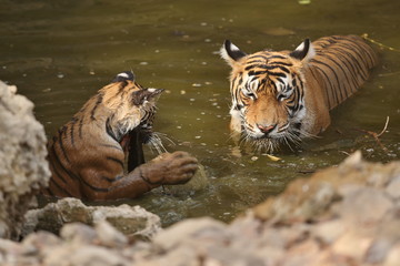 Tiger female and her cub with playing in the watter/wild animals in the nature habitat/wild india/tigers love watter play