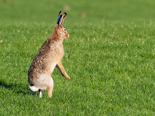 European hare - Lepus europaeus