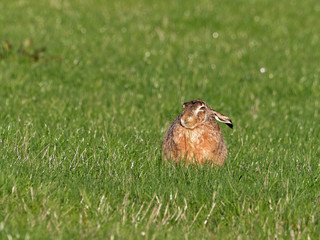 European hare - Lepus europaeus