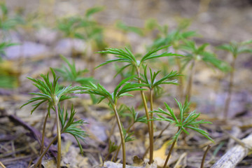 Small mimic palm trees in Central Siberian Botanical Garden. Blur background.